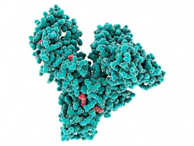 Albumin